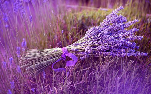 wallpaper-lavender-photo-02